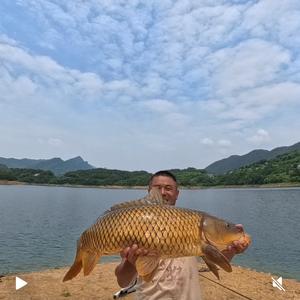 商哥头像