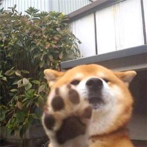 今日条条评论家头像