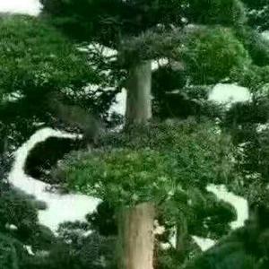 wDsi头像