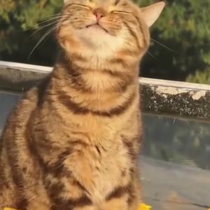 柔光不惑头像