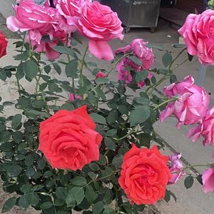 花开花落1r8g头像