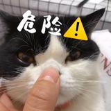 显眼猫猫头像