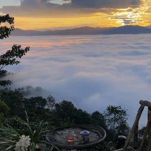 漳平水仙茶头像