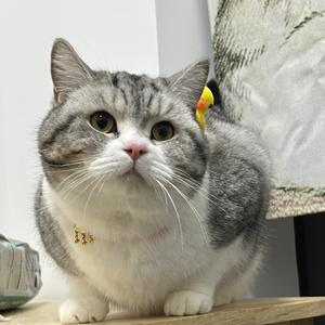 八戒头像