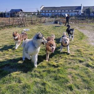 宁波徐汪汪训犬学院~宠物寄养度假村头像