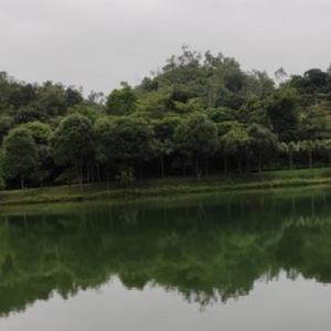 股市鬼才头像