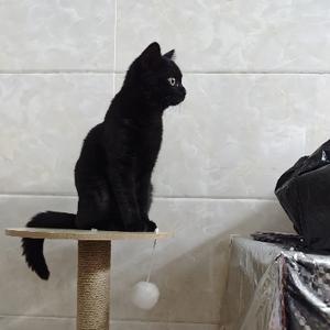 黑猫警长的日常生活头像