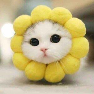 飒贝儿头像