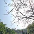 花开笑林头像