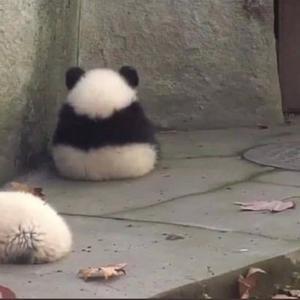 芸云1121头像
