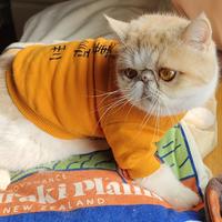 优美的梵高先生头像