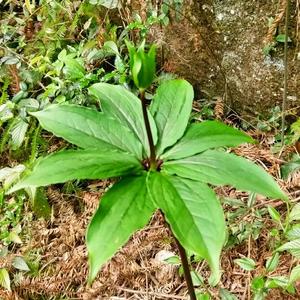 豪杰植物头像