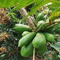 粤西果农养蜜蜂头像
