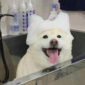 逍遥扇丶头像