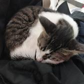 爱猫的校长大人头像