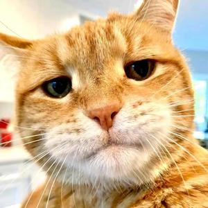 无敌大懒猪1头像