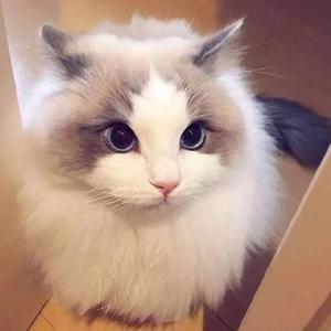 福运小哥头像