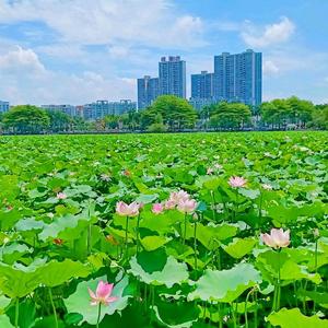 远方的家头像