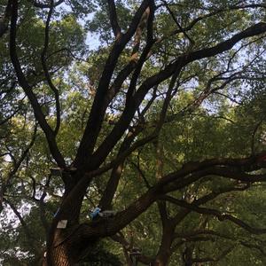 羽毛球菜鸟说头像