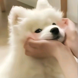 看广告攒欢乐豆的小李头像