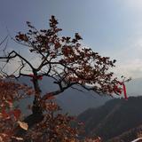 贪睡的蜜蜂头像