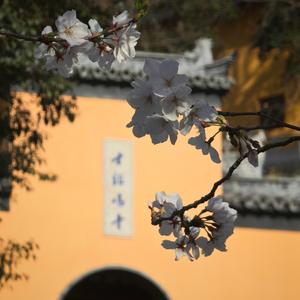 小马宝莉和小青蛙头像