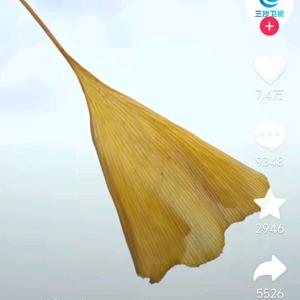 船长125头像