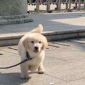 多多是个大逆子头像