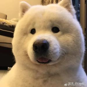 胖胖的二哈头像