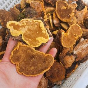西藏桑黄头像