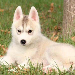 异度蛋黄粮 头像