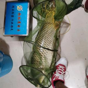 他们叫我打龟仙人头像