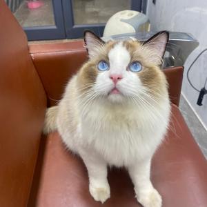 Ok猫角头像