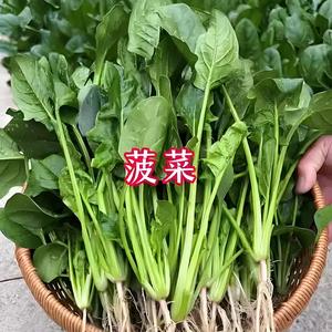 油炸菠菜头像