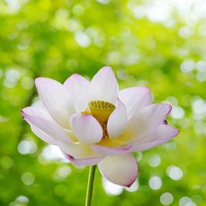 花头像