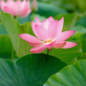 東史记头像
