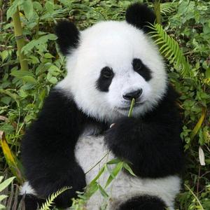 人生一场堵，敢拼才会赢头像