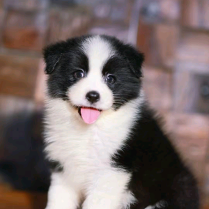 金宜犬舍头像