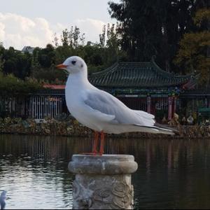遥远的红嘴鸥头像