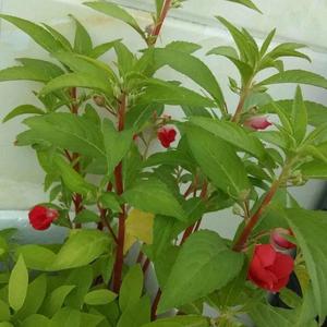 青青何边草头像