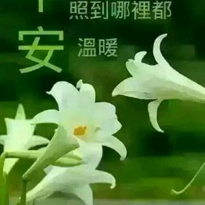 乐天派乔伊5V9T头像