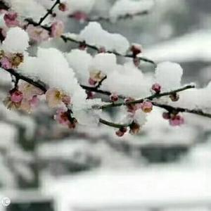 清浅安然152416836头像