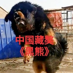 新疆养獒之家头像